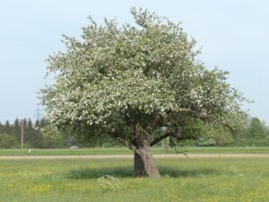 keltisches Baumhoroskop - der Apfelbaum