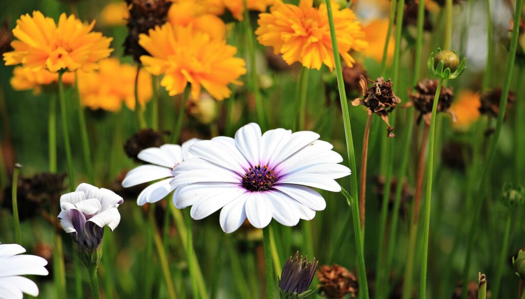 marguerite, flower, plant