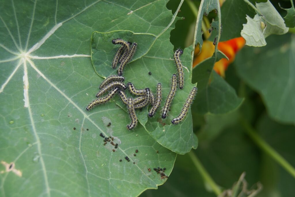 insects, liszki, pests, garden, nature, ecology