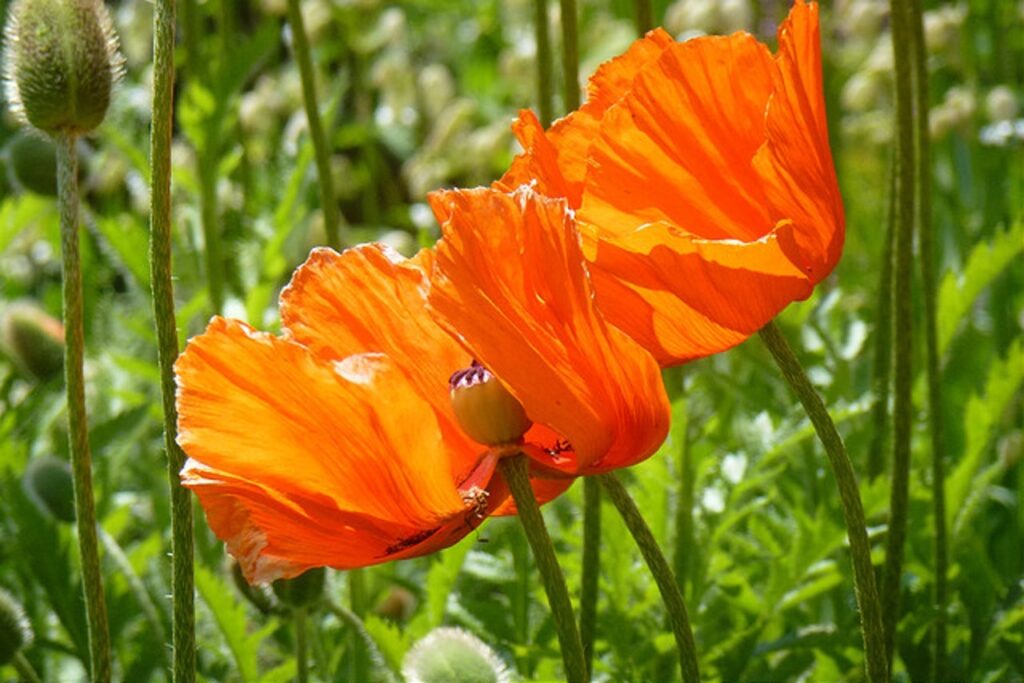 mohn, rot, mohnblume, roter mohn, natur, garten, mohnblume, mohnblume, mohnblume, mohnblume, mohnblume