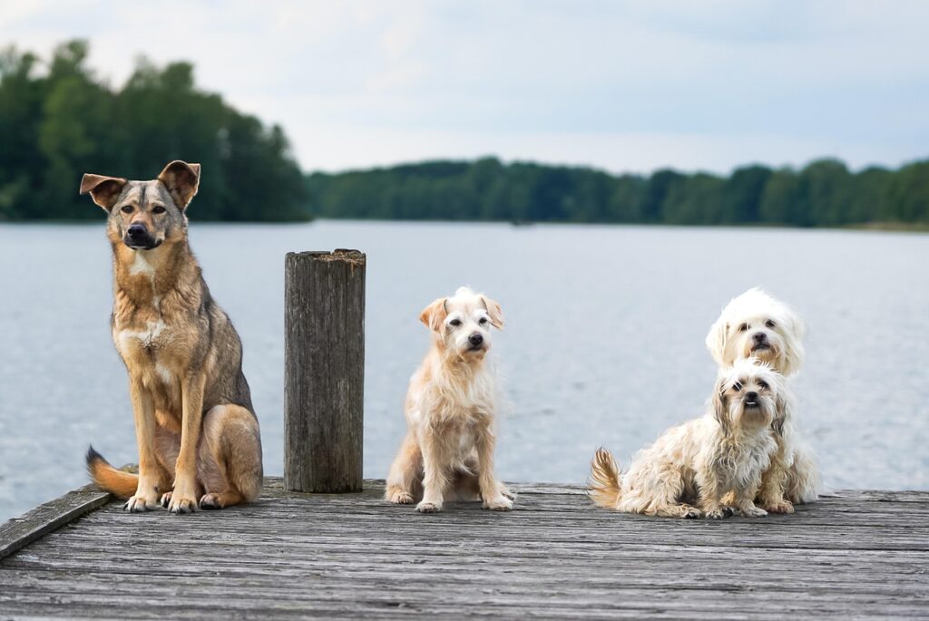 dogs, lake, web, nature, animals, mammal, pet, dogs, dogs, dogs, dogs, dogs